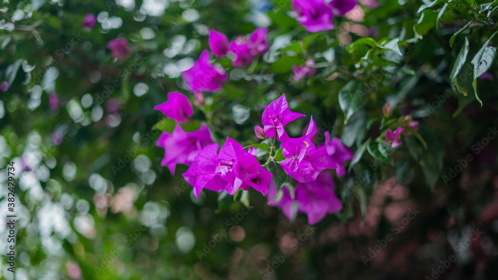 Purple Flowers From a Tree with Blurry Leaves as Background Purple Flowers From a Tree with Blurry Leaves as Background