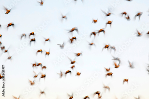 Abstract nature. Flying blur birds. Blue sky background.  © serkanmutan
