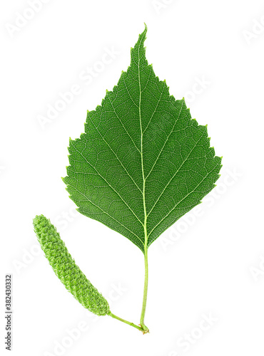 Green birch bud and leaf isolated on a white background. Young birch branch.