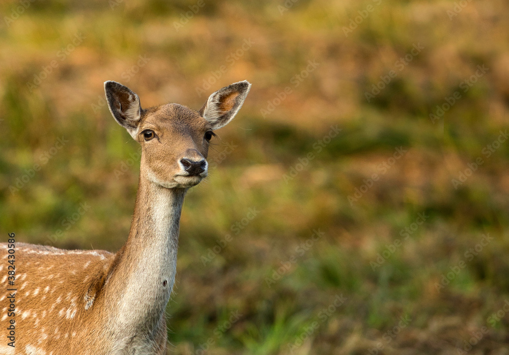 Female of Fallow deer (Dama dama) Female of Fallow deer (Dama dama)