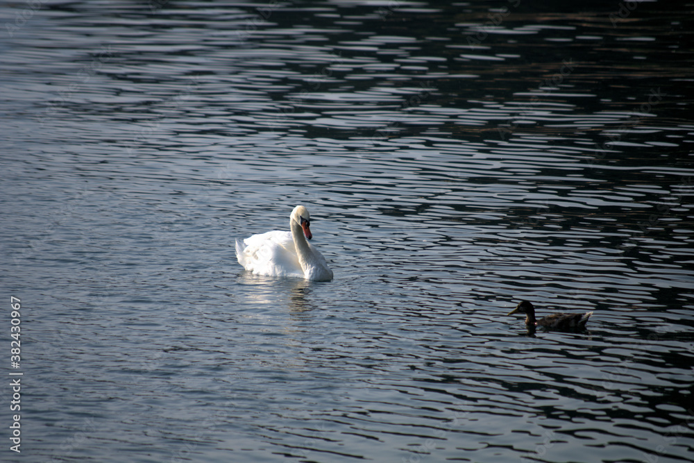 Fototapeta premium swan on the lake,nature, birds, white, duck, wildlife,animal, swim, wild, 