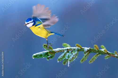 Winter nature and bird. Nature background. © serkanmutan