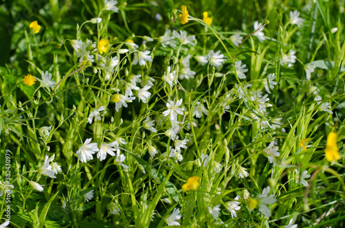 Green grass with yellow and white flowers in the morning in Russia on the field