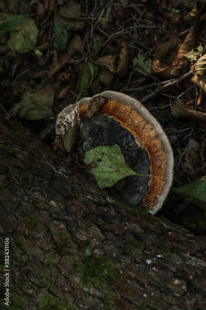 Fototapeta premium tree mushroom in the forest