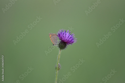 Thistle with butterfly.