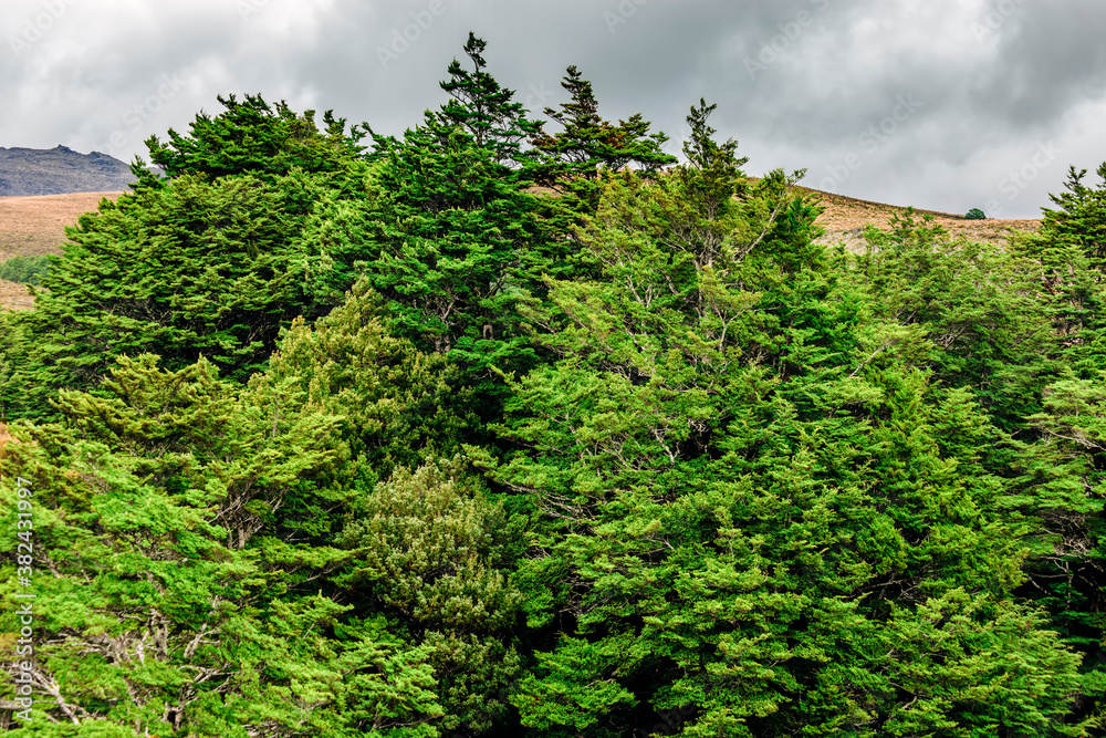 Coniferous trees in Tongariro National Park