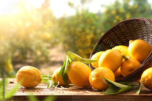 Group of freshly picked harvest lemons in basket in field