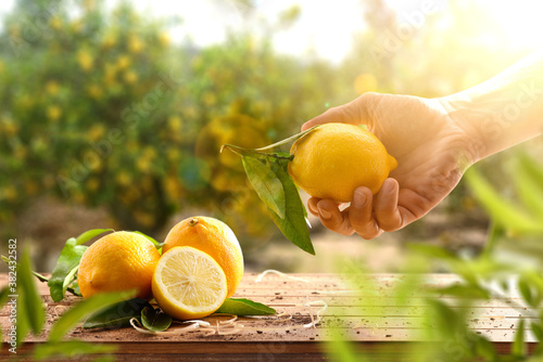 Hand picking lemon in orange grove with lemons on table photo