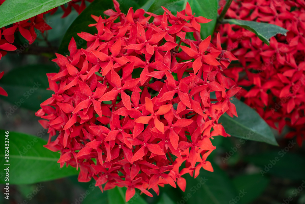 Fototapeta premium Red Rangoon Flower or Ixora or Jungle Geranium