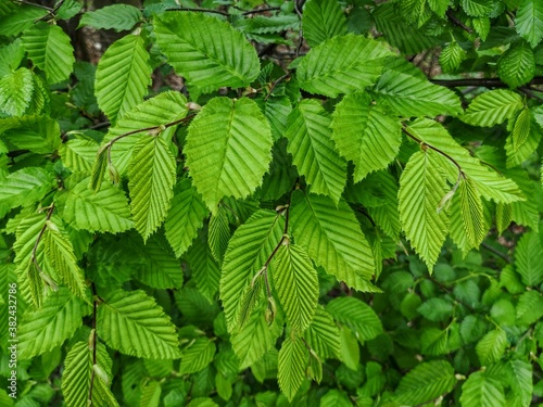 green leaves background