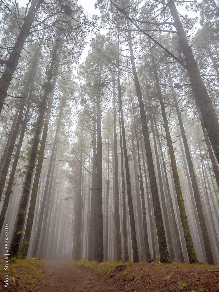 Naklejka premium forest trees with fog in winter