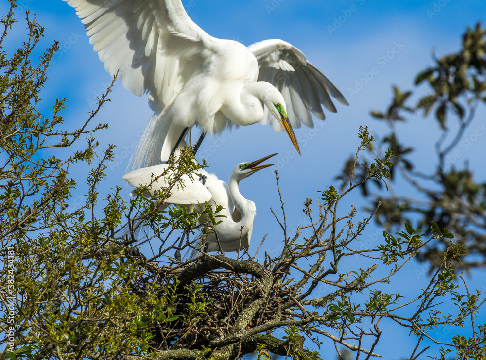 A pair of Great Egrets mating. The great egret is a little over three
