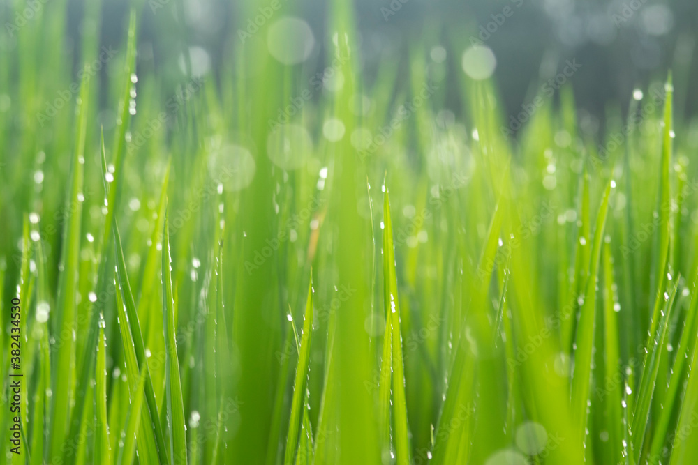 Dew particles on the leaves of green paddy trees
