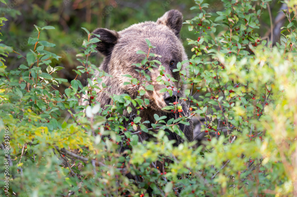 Grizzly bear in the wild Grizzly bear in the wild