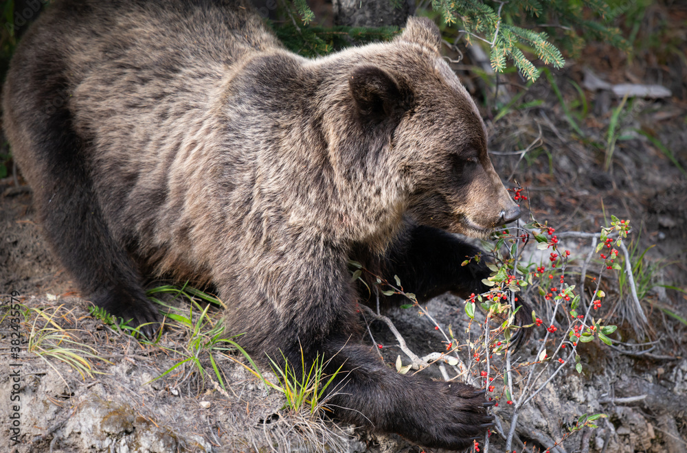 Obraz premium Grizzly bear in the wild