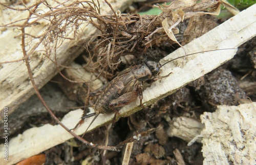 Brown cricket on the ground in Florida wild, closeup