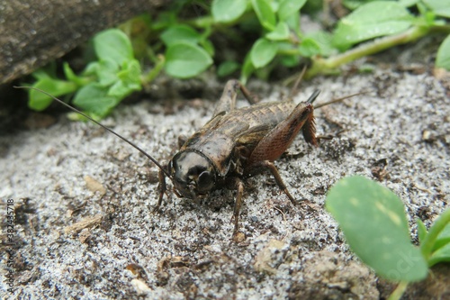 Brown cricket on the ground, closeup © natalya2015