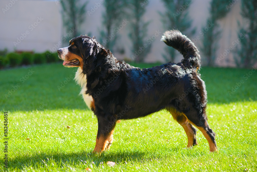well-groomed purebred dog Berner Sennenhund, standing in profile, against background of green grass well-groomed purebred dog Berner Sennenhund, standing in profile, against background of green grass