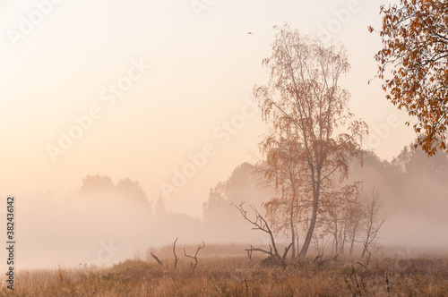 Landscape with dawn, fog, lake, lonely tree
