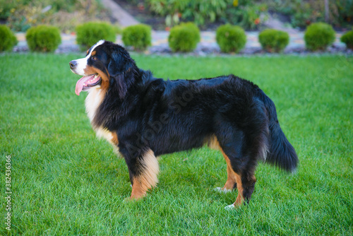 well-groomed purebred dog Berner Sennenhund, standing in profile, against background of green grass © cheese78