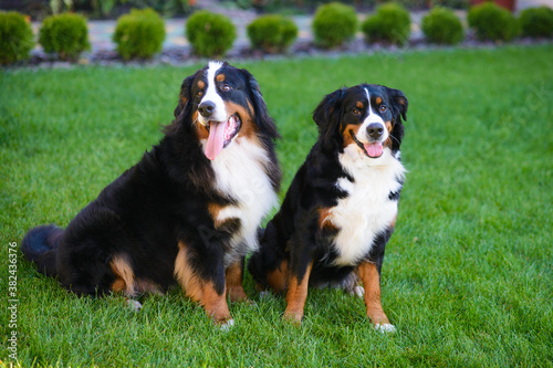 two dogs, pair, male and female, Berner Sennenhund breed