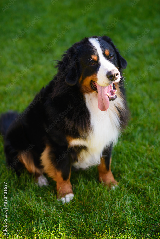 beautiful smiling dog, with protruding tongue, Berner Sennenhund breed, against a background of green grass