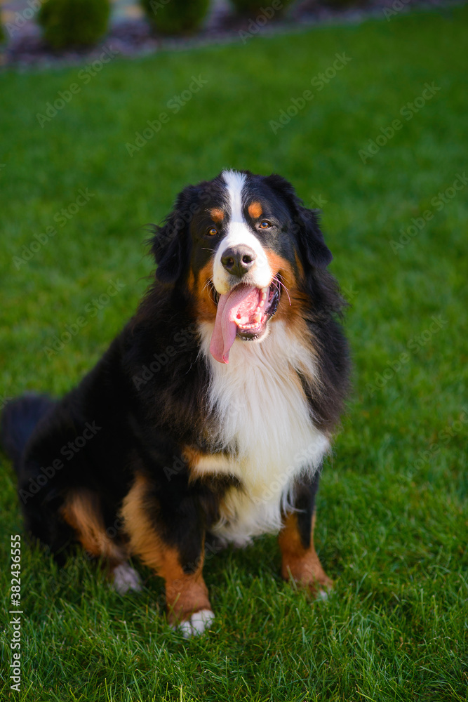 beautiful smiling dog, with protruding tongue, Berner Sennenhund breed, against a background of green grass