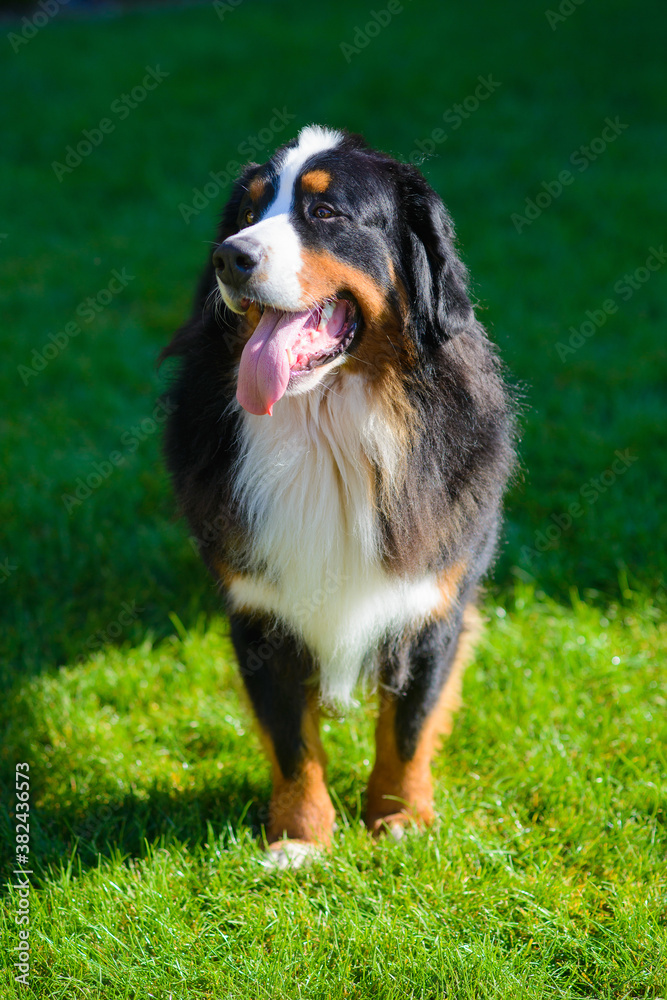 beautiful smiling dog, with protruding tongue, Berner Sennenhund breed, against a background of green grass