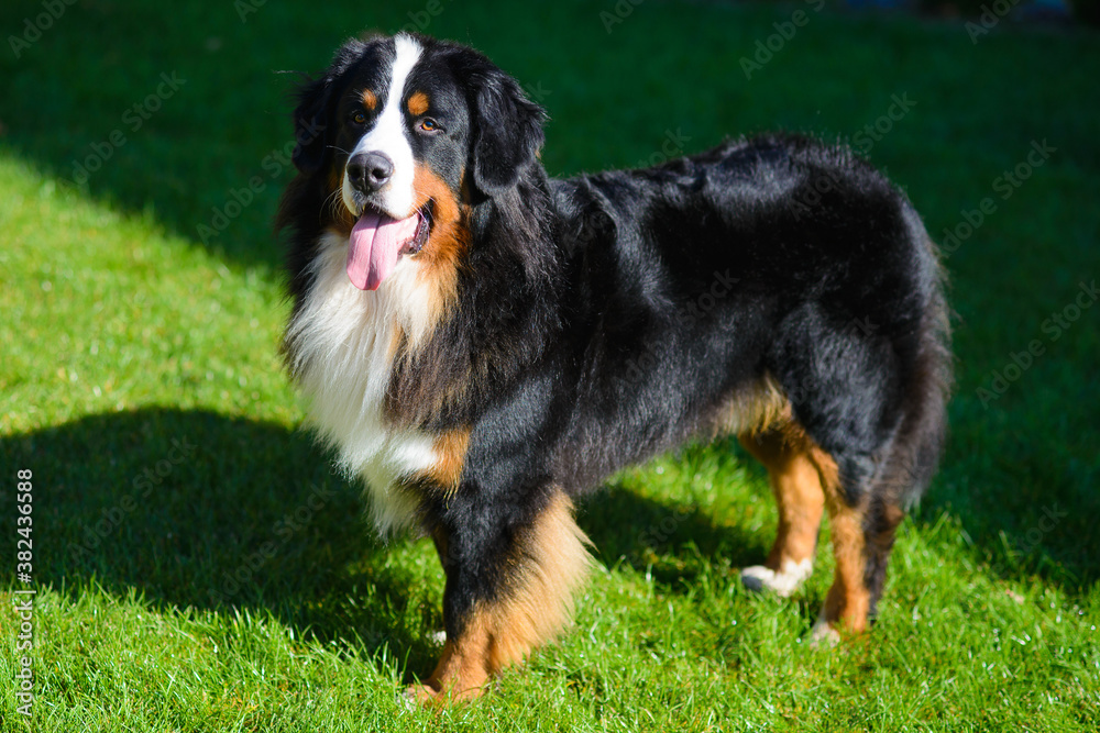 beautiful smiling dog, with protruding tongue, Berner Sennenhund breed, against a background of green grass