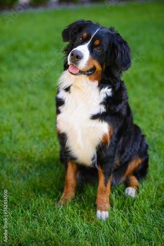 beautiful smiling dog, with protruding tongue, Berner Sennenhund breed, against a background of green grass