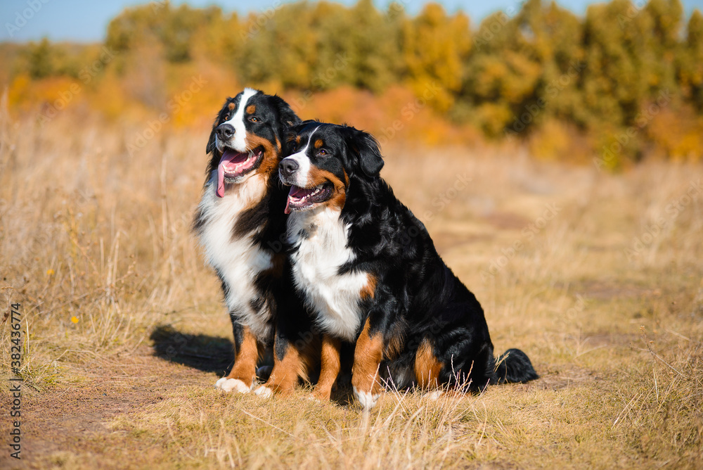 dogs of breed Berner Sennenhund,  boy and girl, sit next to  background of autumn yellowing forest
