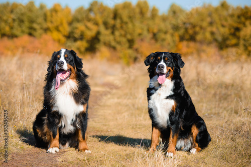 dogs of breed Berner Sennenhund, boy and girl, sit next to background of autumn yellowing forest