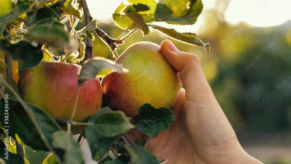 Woman picking red apple at the garden