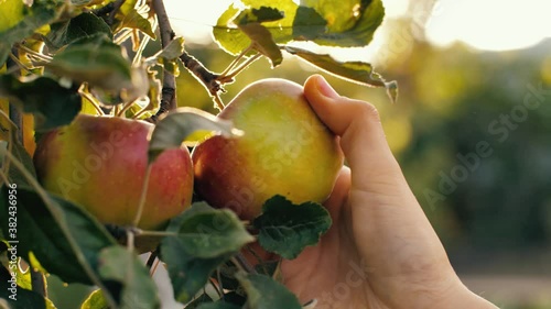 Woman picking red apple at the garden