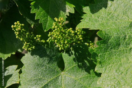 Grape Blossoms at the Wartberg in Heilbronn in Germany photo
