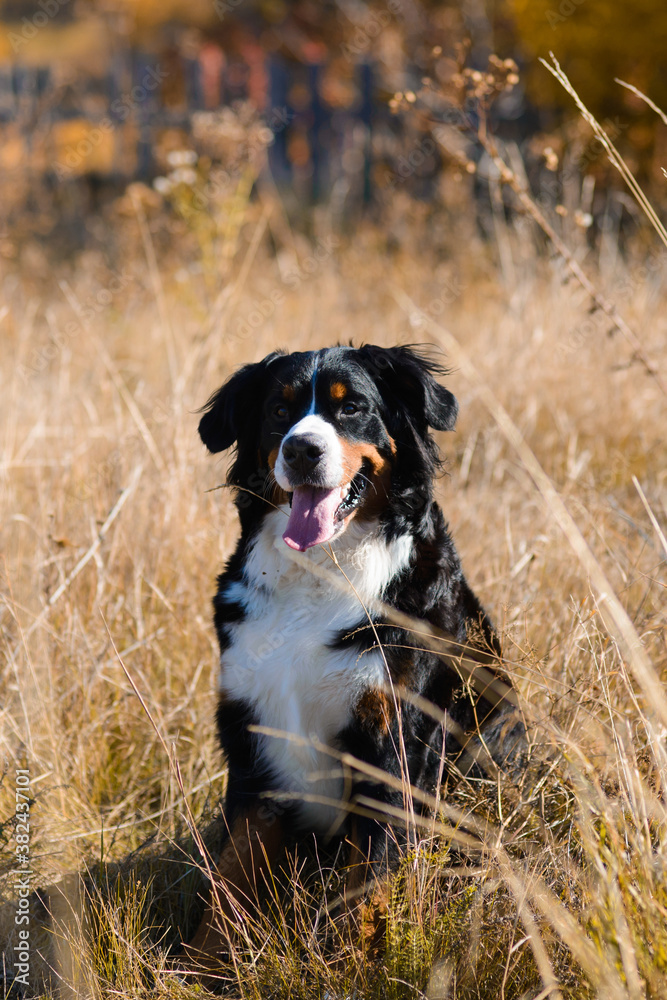 clean well-groomed dog, breed Berner Sennenhund, sitting in dry grass against the background of an autumn yellowing forest clean well-groomed dog, breed Berner Sennenhund, sitting in dry grass against the background of an autumn yellowing forest