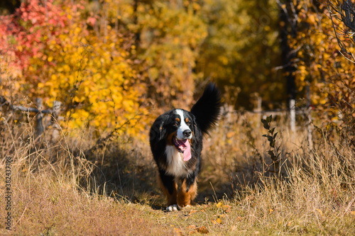 clean well-groomed dog, breed Berner Sennenhund, runs along a path in dry grass against the background of an autumn yellowing forest
