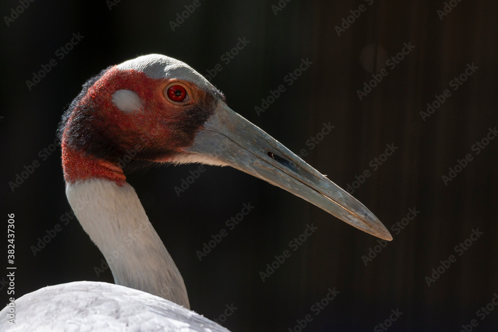 Manchurian red crowned crane