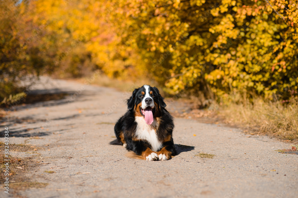 large beautiful well-groomed dog sitting on the road, breed Berner Sennenhund, against the background of an autumn  forest