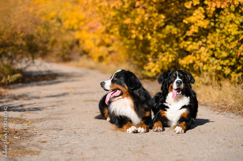 two large beautiful well-groomed dogs sit on the road, breed Berner Sennenhund, against background of an autumn forest