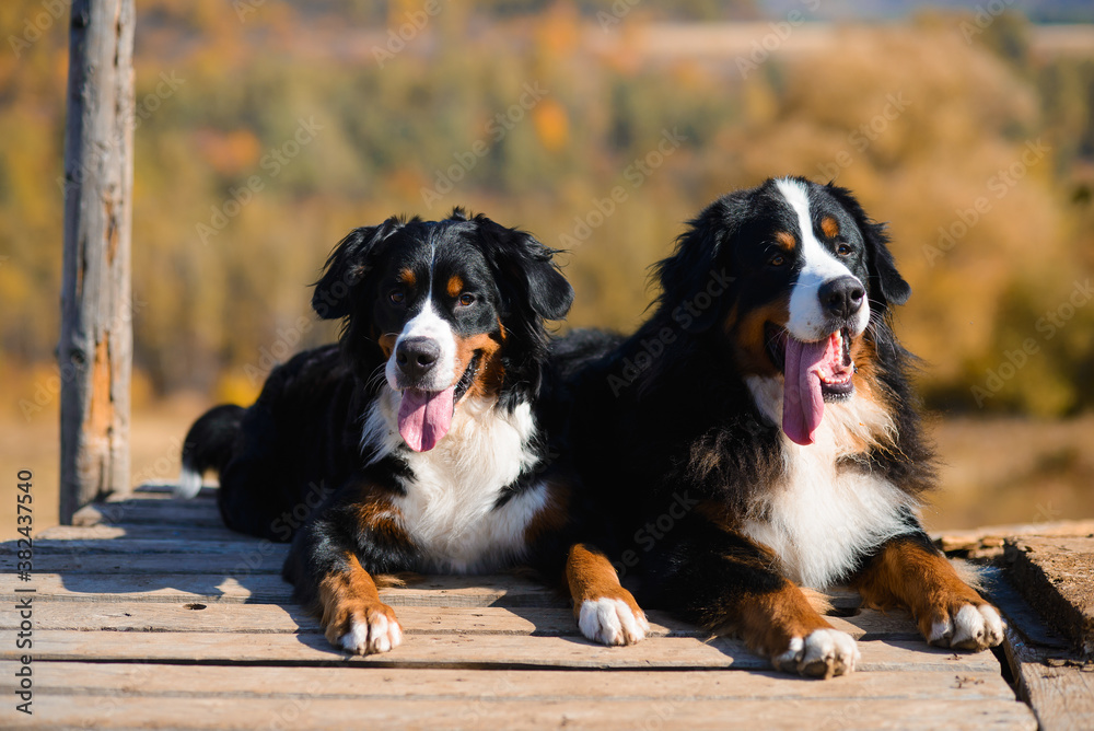 beautiful purebred dogs Berner Sennenhund, which lie on the wooden floor, against the background of  hills of yellow autumn landscape