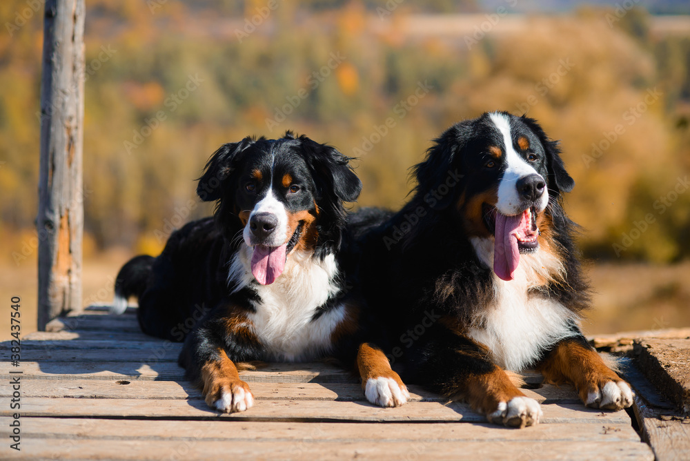 beautiful purebred dogs Berner Sennenhund, which lie on the wooden floor, against the background of hills of yellow autumn landscape beautiful purebred dogs Berner Sennenhund, which lie on the wooden floor, against the background of hills of yellow autumn landscape