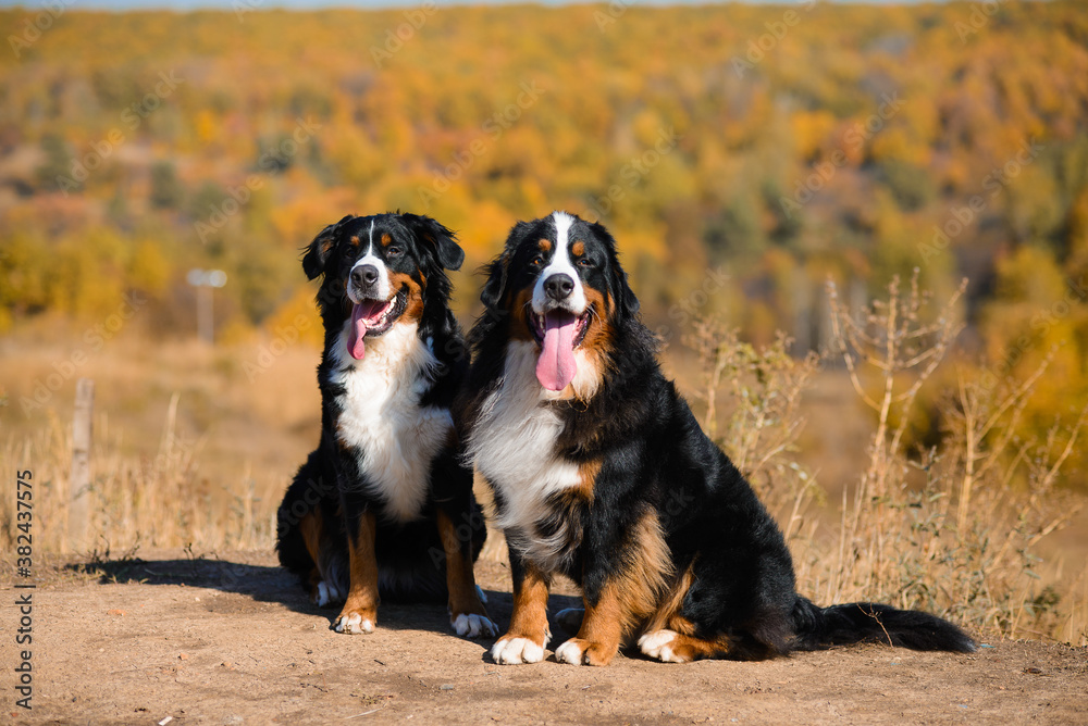 pair of beautiful purebred dogs Berner Sennenhund on hills of yellow autumn landscape
