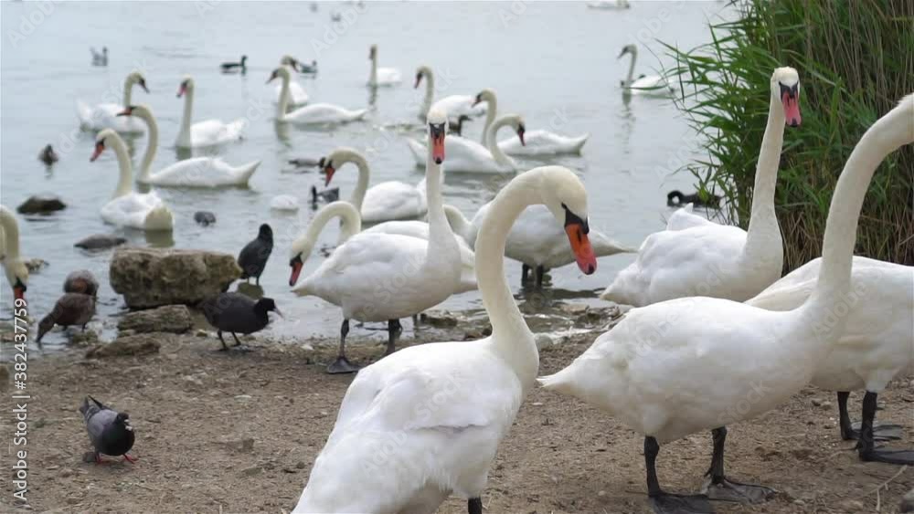 Beautiful white swans and ducks on the lake Beautiful white swans and ducks on the lake