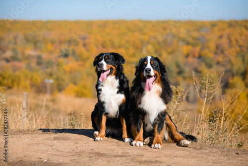 pair of beautiful purebred dogs Berner Sennenhund on hills of yellow autumn landscape © cheese78