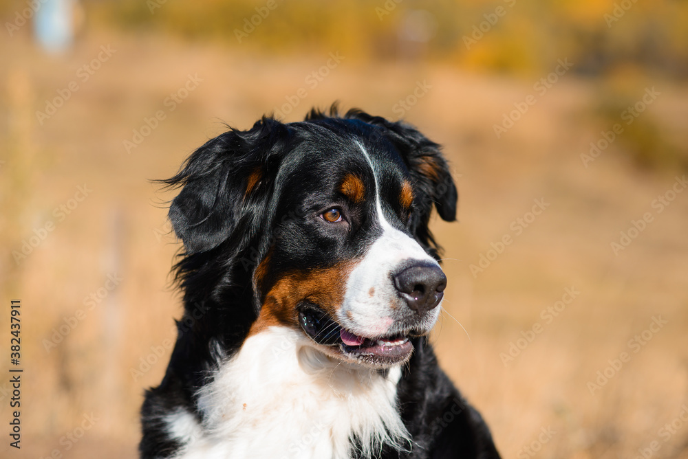 portrait of  beautiful purebred dog Berner Sennenhund close-up