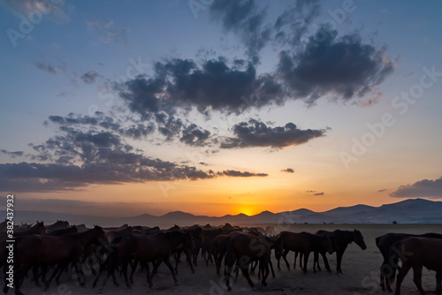 Wild horses run in foggy at sunset. Wild horses are running in dust. Near Hormetci Village  between Cappadocia and Kayseri  Turkey