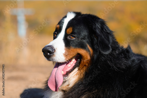 portrait of  beautiful purebred dog Berner Sennenhund close-up © cheese78