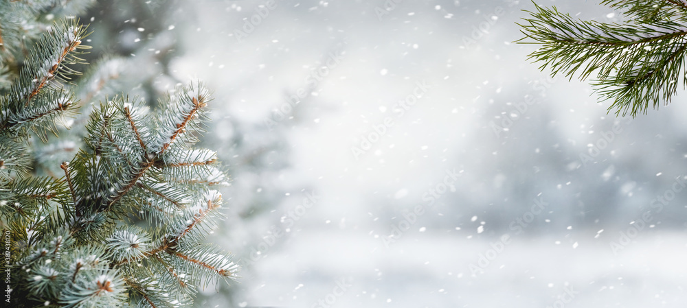 Snow-covered spruce branches on a blurred background in the forest during a snowfall