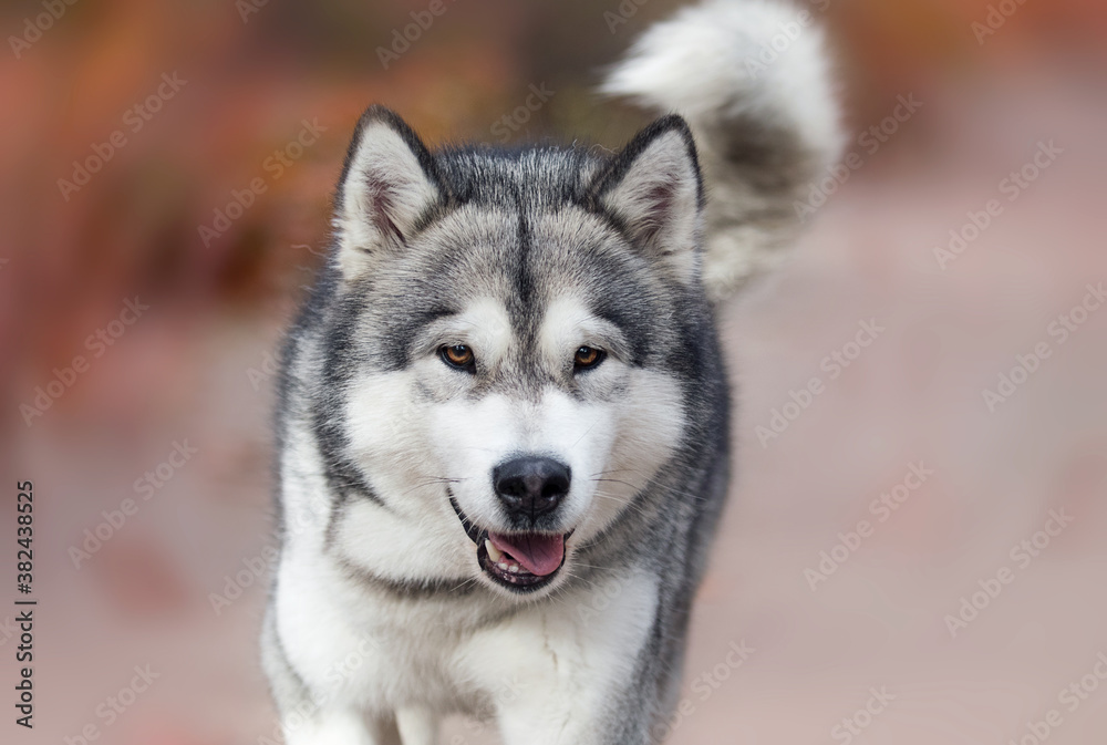 dog on an autumn walk, alaskan malamute